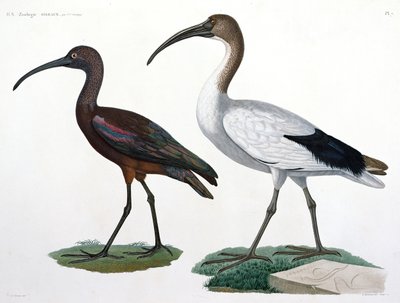 Ibises by Jules Cesar Savigny